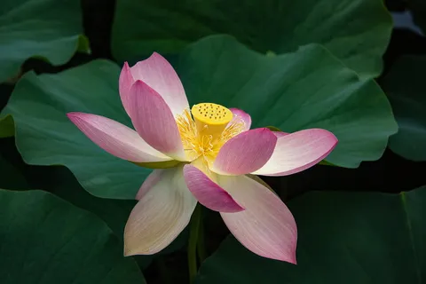 睡莲,莲花,开花,开花,水生植物,花,开花植物,花瓣 睡莲,莲花,开花,开花,水生植物,花,开花植物,花瓣