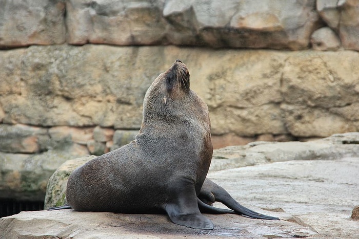 大自然，岩石，海洋，动物，动物世界，水域，海豹，哺乳动物