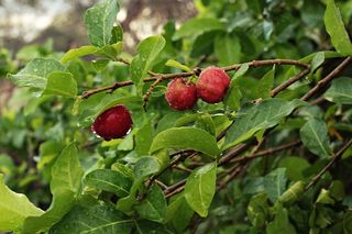 植物，食物，水果，樱桃，李子，覆盆子，猕猴桃，苹果