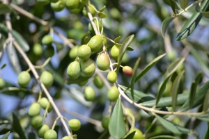 绿色水果，橄榄，绿色橄榄，橄榄林，绿色，油，收获橄榄，橄榄枝