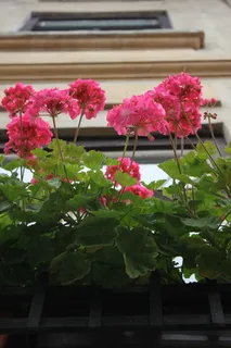 花，窗，dum，粉色，植物，开花植物，生长，自然之美