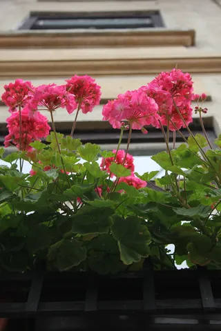 花，窗，dum，粉色，植物，开花植物，生长，自然之美