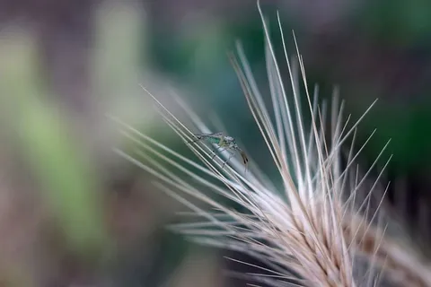 自然,花,虫子,昆虫,宏,植物,动物,野生动物 自然,花,虫子,昆虫,宏,植物,动物,野生动物