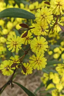 金合欢,花,春天,澳大利亚本土,植物,自然,植物,生长 金合欢,花,春天,澳大利亚本土,植物,自然,植物,生长