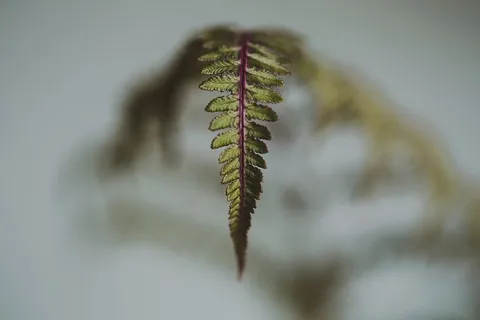 背景模糊的蕨类植物叶子特写镜头 背景模糊的蕨类植物叶子特写镜头