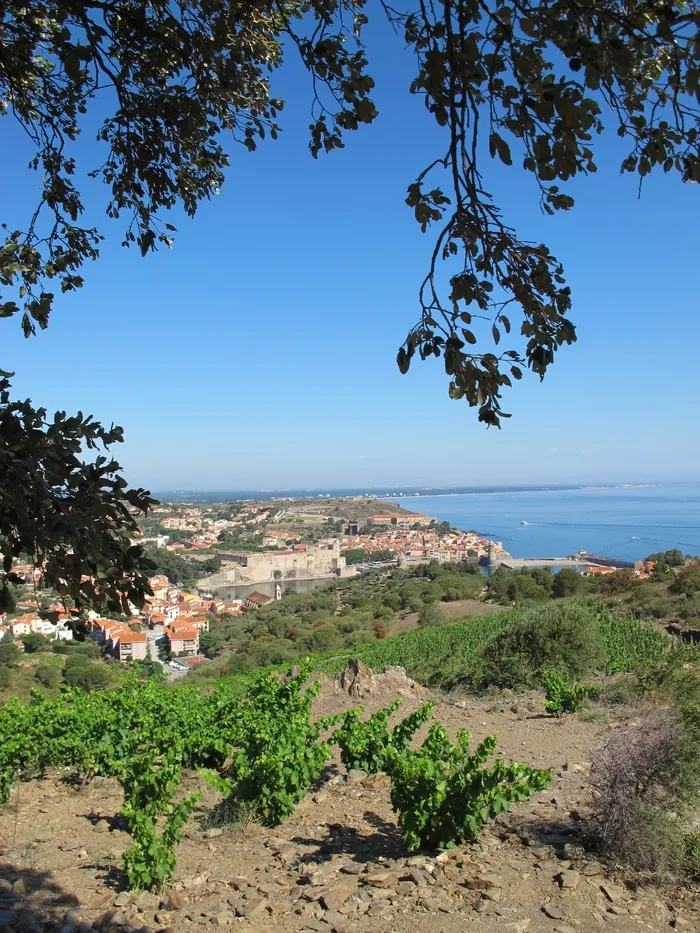 藤, 海, 海洋, 景观, 地中海, 地中海国家, 海岸线, 夏季