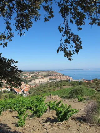 藤, 海, 海洋, 景观, 地中海, 地中海国家, 海岸线, 夏季