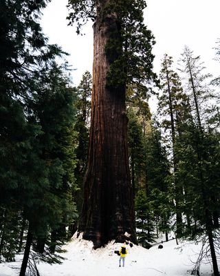 站在高高的棕色树前的人