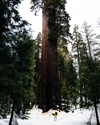 站在高高的棕色树前的人