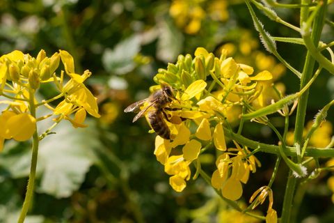 希腊, 阿利莫斯, 帕尼山, 花, 植物, 春天, 自然之美, 非城市场景