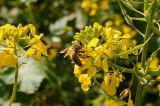 希腊, 阿利莫斯, 帕尼山, 花, 植物, 春天, 自然之美, 非城市场景