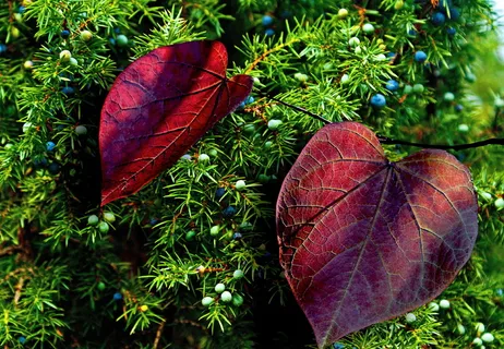 秋天,树叶,五颜六色,杜松,杜松果实,果实,红色,绿色 秋天,树叶,五颜六色,杜松,杜松果实,果实,红色,绿色