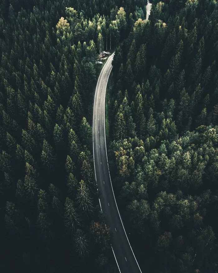 棕榈树之间道路的鸟瞰摄影