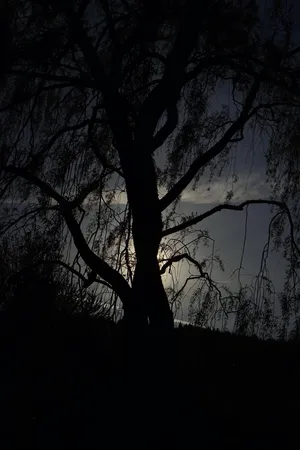 牧场、树木、背光、美学、黑暗、威胁、夜晚、黑暗