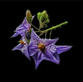 开花，开花，龙葵，植物，荔枝番茄，紫色，叶子，开花植物