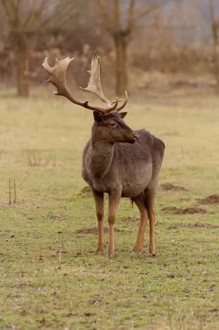 鹿科, 戴绿帽子, 动物, 哈特, 野生动物, 野生动物, 一种动物, 动物主题