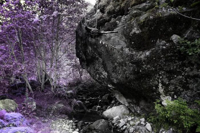 挪威，索格达尔，峡湾，树，树，颜色，户外，岩石