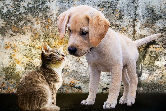 黄色，拉布拉多猎犬小狗，动物，狗，猫，小狗，年轻，顽皮