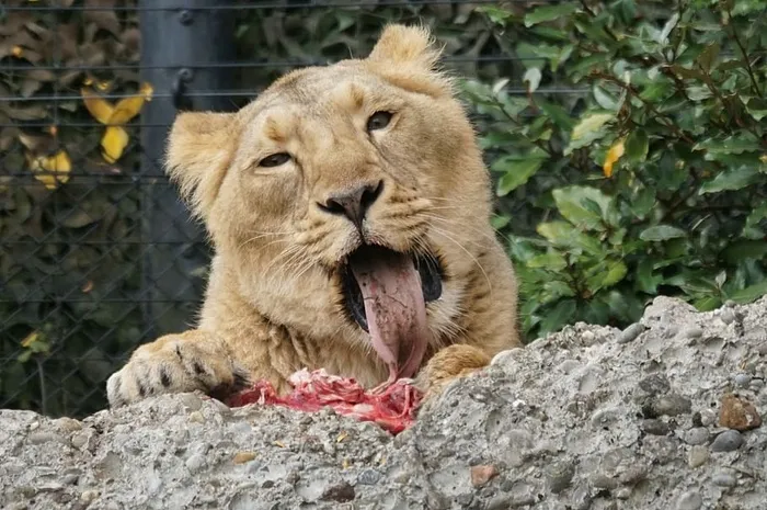 印度狮子，雌性，捕食者，狮子，野生动物，狮子-猫科动物，一种动物，野生动物