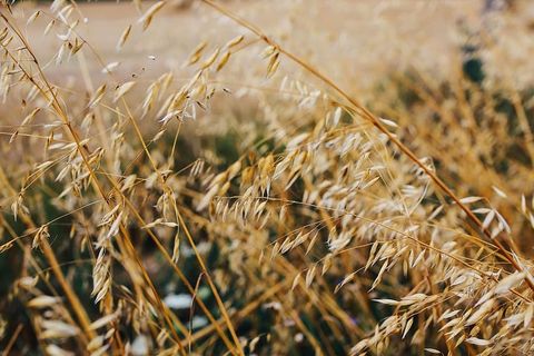 驾车穿越田野和森林