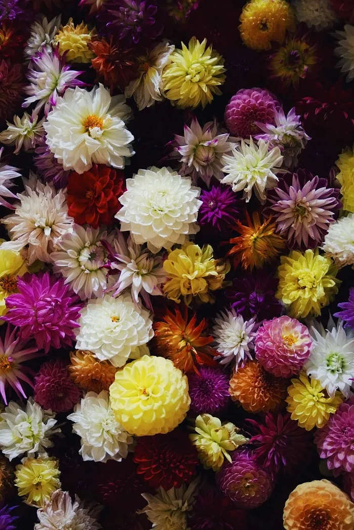 深色大丽花