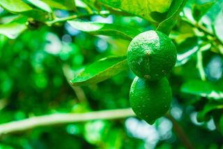 绿色、柠檬、酸橙、柑橘、水果、果树、树叶、植物