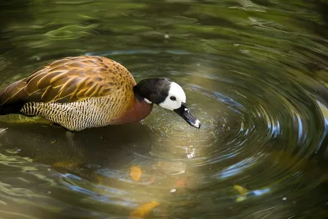 新热带鸬鹚, Agua, paineiras, 动物主题, 动物, 野生动物, 鸟, 野生动物