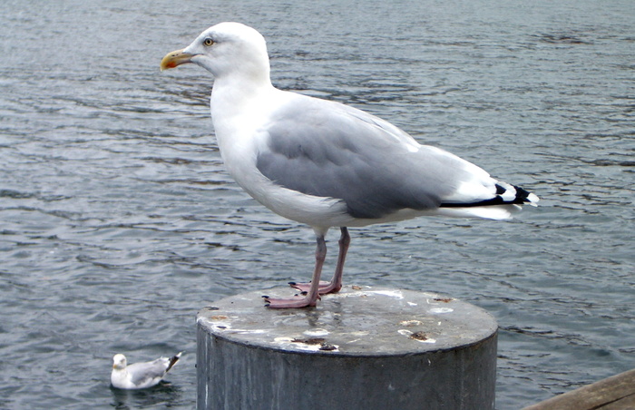 海鸥，波罗的海，海，鸟，水，鸟，水鸟，沃内姆德，港口