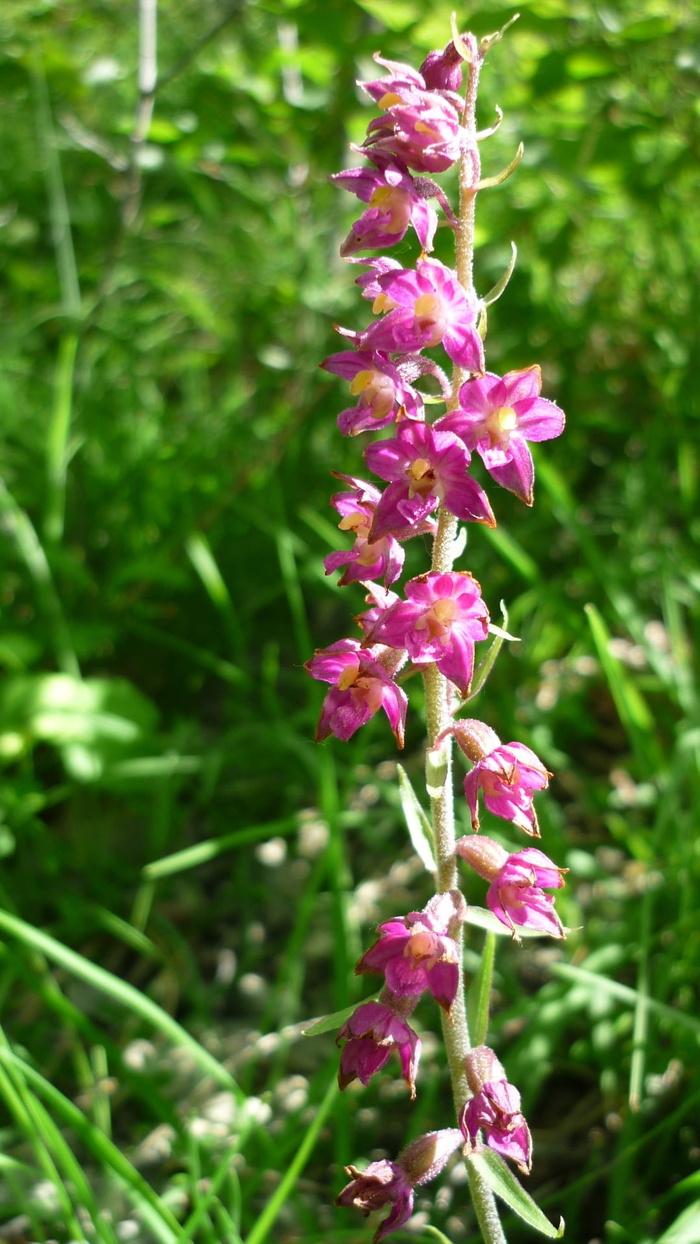 深红色海葵、德国兰花、山腰、小花、经常、保护、花、开花植物