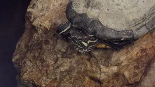 在美国，克劳福德，西蒙，杰德·沃恩，海龟，宠物，自然，动物