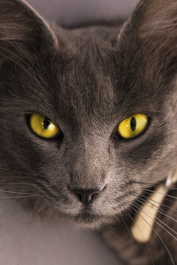 躺在灰色表面上的黑猫
