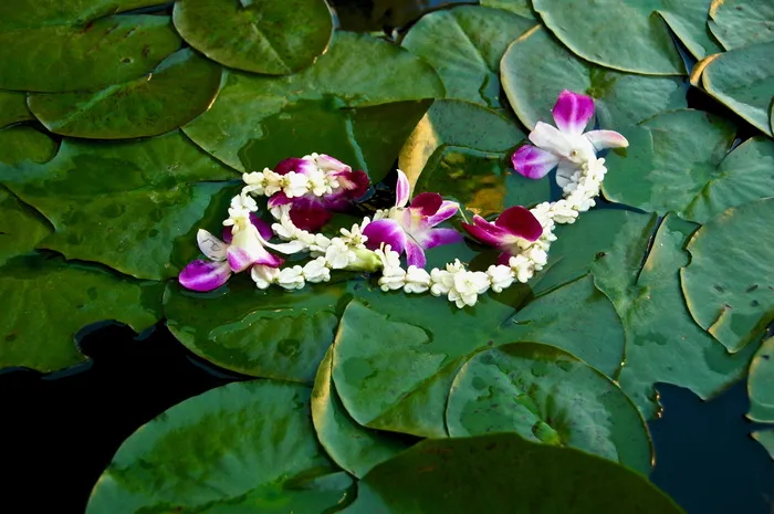 百合荚上的花朵
