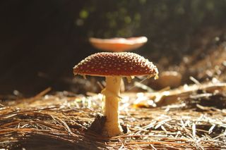 真菌, 森林, 蘑菇, 性质, 野生, 自然, 秋季, 真菌