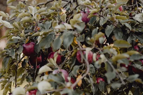 花园里树上的红苹果 花园里树上的红苹果