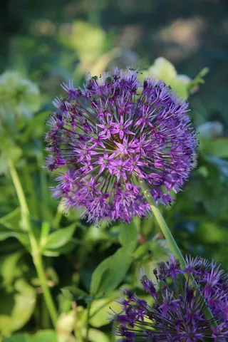 花，夏天，自然，紫色，花园，ui，开花植物，脆弱性