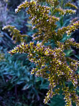 美国，切斯特顿，紫色，绿色，大自然，秋天，秋天在这里，草