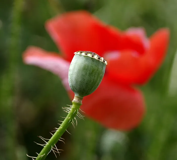 makowka，罂粟，蚱蜢，药物，草地，不允许，药草，花