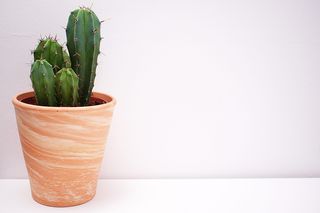 棕色花瓶里的仙人掌