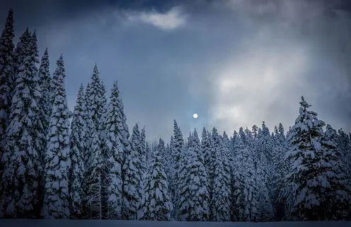 月亮,松树,树木,云,天空,雪,雾,冬天 月亮,松树,树木,云,天空,雪,雾,冬天