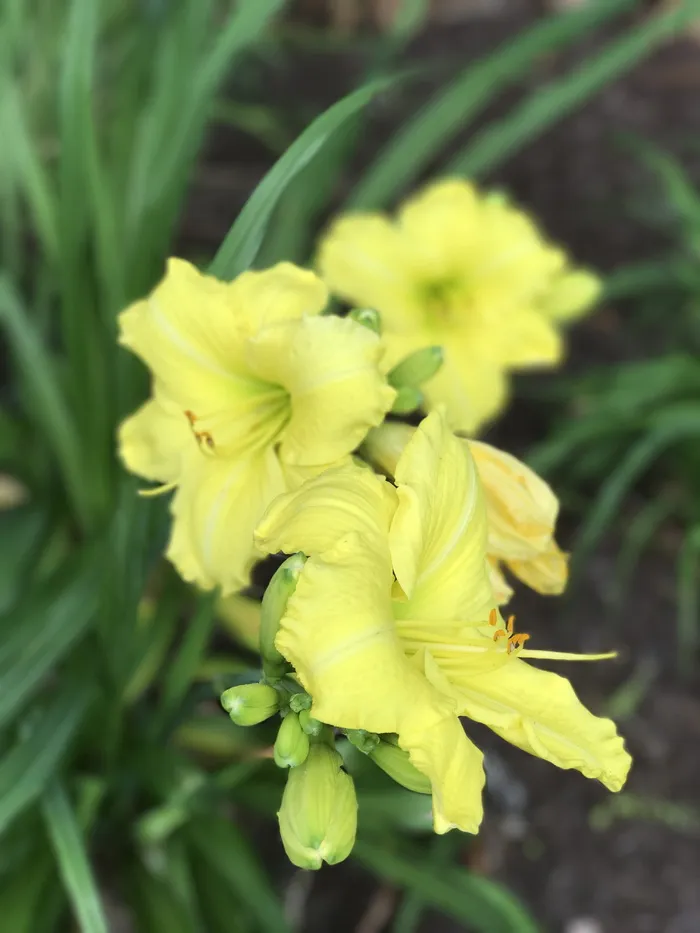 黄花，黄花菜，黄礼来，开花，园艺，花，开花植物，植物
