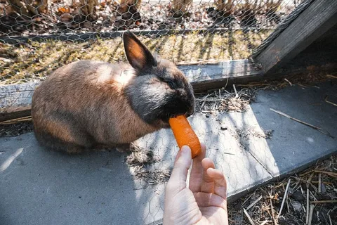 胡萝卜，食物，人，人，植物，食用，蔬菜，动物