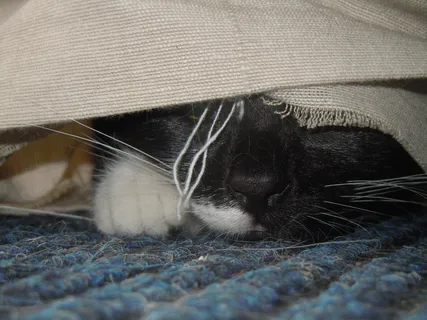 猫，隐藏，潜伏，单一动物，猫，动物主题，哺乳动物，家养