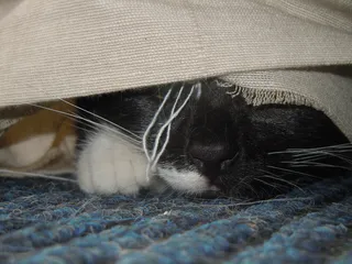 猫，隐藏，潜伏，单一动物，猫，动物主题，哺乳动物，家养