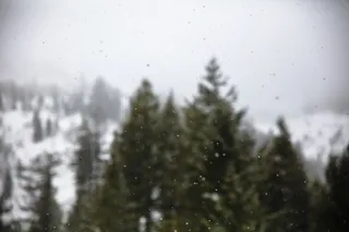 绿色, 叶, 松树, 冬季, 雪, 冬天, 白, 冷