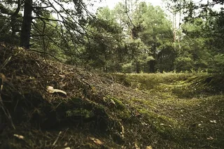 针叶树、乡村、日光、环境、冷杉树、树叶、森林、草