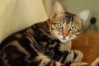 短毛、灰色、黑色、猫毛、棕色、木质、表面、自然