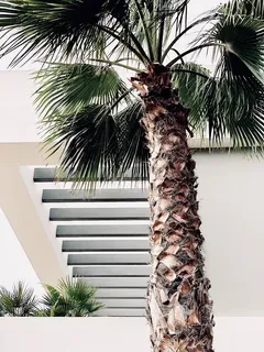 棕榈树照片 棕榈树照片