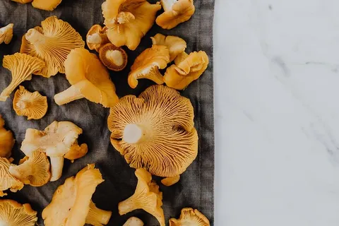 在树林里采蘑菇 在树林里采蘑菇