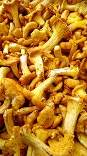 香菇,蘑菇,香菇,香菇,自然,蘑菇,从真菌中提取,食品 香菇,蘑菇,香菇,香菇,自然,蘑菇,从真菌中提取,食品