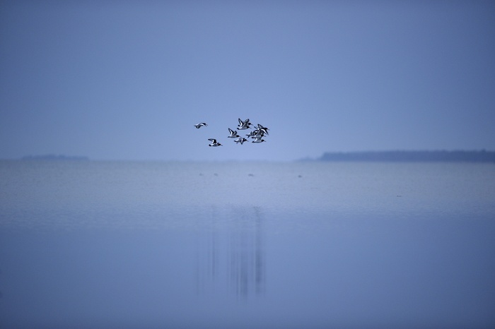 群，鸟，飞行，顶端，身体，水，鸟，也许是海鸥